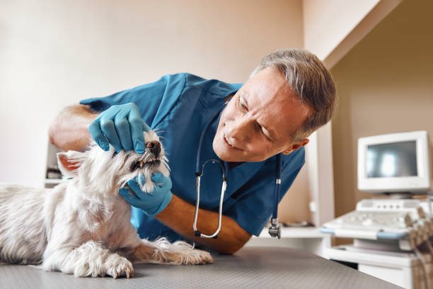 Best Emergency Dental Care for Abscessed Tooth in Gleason, TN
